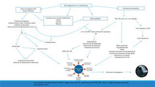 Severe Sepsis and Septic Shock. Derek C. Angus, M.D., M.P.H., and Tom van der Poll, M.D., Ph.D. n engl j med 369;9nejm.840
org august 29, 2013.
Microorganismo o sus componentes
Factor de Hageman (XII)
Factor intrínseco
Activación de la vía del complemento
-Clásica
-Lecitina
-Manosa
Daño endotelial
Activación de leucocitos
Estado procoagulante
-Aumento factor tisular, trombina y factor
inhibidor de fibrinolisis
-Disminución de trombomodulina, Prot C y S
CID
Isquemia tisular
Insuficiencia suprarrenal
Síndrome de Waterhouse-Friderichsen
Hemorragia
IL-6, IL-8, ERO, Factor activador de plaquetas,
PG
Vasodilatación
-Aumento de permeabilidad
-Disminución de perfusión
-”redistribución de flujo”
SDRA, DHE, AB
FNT, IFN, IL23, IL12, IL23, HMGB1
IL10, Apoptosis, TGFB
Inmunosupresión
Efetos sistémicos
-Taqui/Bradicardia
-Fiebre
-Aumento hormonas contrarreguladoras
-Aumento de reactantes de fase aguda
-Resistencia a la insulina
-Hiperglicemia (GLUT4)
Antifibrinolítico
Disfunción multiorgánica
 