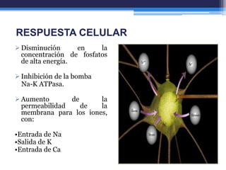 RESPUESTA CELULAR
 Disminución      en    la
  concentración de fosfatos
  de alta energía.

 Inhibición de la bomba
  Na-K ATPasa.

 Aumento       de      la
  permeabilidad    de   la
  membrana para los iones,
  con:

•Entrada de Na
•Salida de K
•Entrada de Ca
 