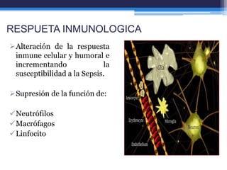 RESPUETA INMUNOLOGICA
Alteración de la respuesta
 inmune celular y humoral e
 incrementando               la
 susceptibilidad a la Sepsis.

Supresión de la función de:

Neutrófilos
Macrófagos
Linfocito
 