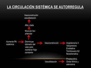 LA CIRCULACIÓN SISTÉMICA SE AUTORREGULA
Aumenta PA
sistémica
Vasoconstricción
vasodilatación
Alfa y beta
Musculo liso
arteriolar
Vasoconstricción Angiotensina II
Vasopresina
Endotelina
Tromboxano A2
Noradrenalina
Prostaciclina,
Oxido Nítrico y
adenosina
Vasodilatación
Disminuye
diámetro del
vaso para
mantener flujo
constante
 