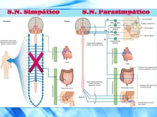 Dosis altas de metilprednisolona.Anatomía*33 vertebras