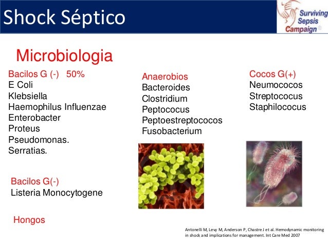 Choque septico