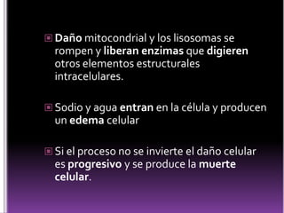  Daño mitocondrial y los lisosomas se

rompen y liberan enzimas que digieren
otros elementos estructurales
intracelulares.
 Sodio y agua entran en la célula y producen

un edema celular
 Si el proceso no se invierte el daño celular

es progresivo y se produce la muerte
celular.

 