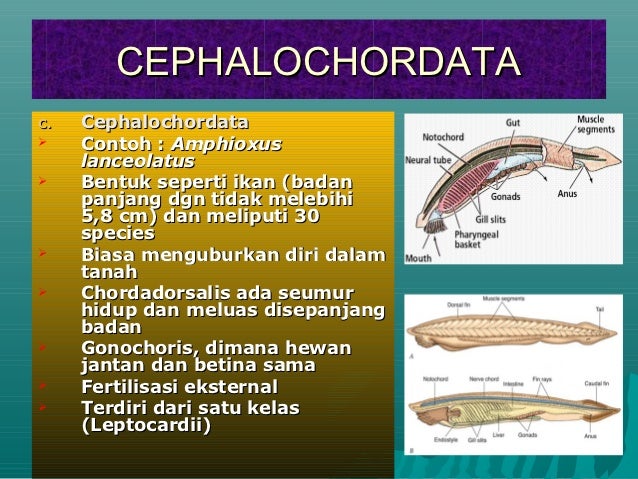  Chordata 