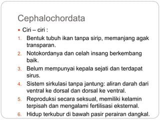 Cephalochordata
 Ciri – ciri :
1. Bentuk tubuh ikan tanpa sirip, memanjang agak
transparan.
2. Notokordanya dan celah insang berkembang
baik.
3. Belum mempunyai kepala sejati dan terdapat
sirus.
4. Sistem sirkulasi tanpa jantung: aliran darah dari
ventral ke dorsal dan dorsal ke ventral.
5. Reproduksi secara seksual, memiliki kelamin
terpisah dan mengalami fertilisasi eksternal.
6. Hidup terkubur di bawah pasir perairan dangkal.
 