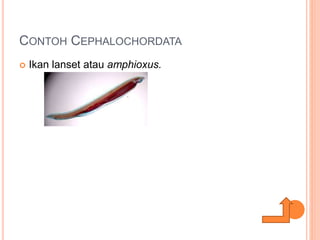 CONTOH CEPHALOCHORDATA
 Ikan lanset atau amphioxus.
 