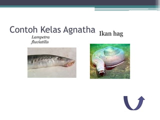 Contoh Kelas Agnatha Ikan hagLampetra
fluviatilis
 