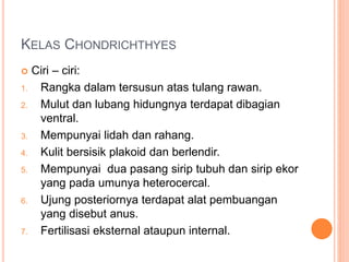 KELAS CHONDRICHTHYES
 Ciri – ciri:
1. Rangka dalam tersusun atas tulang rawan.
2. Mulut dan lubang hidungnya terdapat dibagian
ventral.
3. Mempunyai lidah dan rahang.
4. Kulit bersisik plakoid dan berlendir.
5. Mempunyai dua pasang sirip tubuh dan sirip ekor
yang pada umunya heterocercal.
6. Ujung posteriornya terdapat alat pembuangan
yang disebut anus.
7. Fertilisasi eksternal ataupun internal.
 