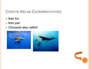 CONTOH KELAS CHONDRICHTHYES
 Ikan hiu
 Ikan pari
 Chimaeta atau ratfish
 
