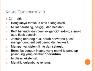 KELAS OSTEICHETHYES
 Ciri – ciri:
1. Rangkanya tersusun atas tulang sejati.
2. Mulut berahang, bergigi, dan berlidah.
3. Kulit berlendir dan bersisik ganoid, sikloid, stenoid
atau tidak bersisik.
4. Jantung beruang dua, darah berwarna pucat
mengandung eritrosit berinti dan leukosit.
5. Mempunyai sistem limfe dan sekresi.
6. Bernafas dengan insang yang memiliki penutup
pelindung yang disebut operkulum.
7. fertilisasi eksternal.
8. Memiliki gelembung renang.
 