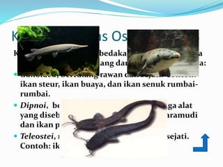 Klasifikasi Kelas Osteichethyes
Kelas Osteichethyes dibedakan menjadi beberapa
ordo berdasarkan tulang dan alat pernafasannya:
 Ganoidea, bertulang rawan dan sejati. Contoh:
ikan steur, ikan buaya, dan ikan senuk rumbai-
rumbai.
 Dipnoi, bernafas dengan insang dan juga alat
yang disebut pulmosis. Contoh: ikan baramudi
dan ikan paru-paru.
 Teleostei, memiliki rangka dari tulang sejati.
Contoh: ikan emas, tawes, dan lele.
 