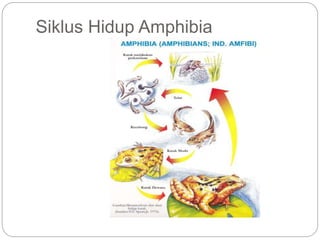Siklus Hidup Amphibia
 