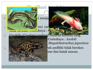 Klasifikasi Amphibia
 Kelas Amphibia dibagi menjadi tiga ordo berdasarkan
ada tidaknya ekor :
1. Apoda (Gymnophyona) yang meliputi semua amfibhi
tidak berkaki. Contohnya : salamander cacing.
2. Urodella (Caudata) meliputi seluruh amfibhi yang
mempunyai kaki dan ekor. Contohnya : Axolotl
mexicanum, Ranodon sp. , Megalobatrachus japonicus
3. Anura yang meliputi seluruh amfibhi tidak berekor.
Contohnya : katak hijau besar dan katak macan.
 