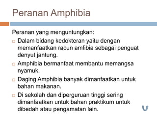 Peranan Amphibia
Peranan yang menguntungkan:
 Dalam bidang kedokteran yaitu dengan
memanfaatkan racun amfibia sebagai penguat
denyut jantung.
 Amphibia bermanfaat membantu memangsa
nyamuk.
 Daging Amphibia banyak dimanfaatkan untuk
bahan makanan.
 Di sekolah dan diperguruan tinggi sering
dimanfaatkan untuk bahan praktikum untuk
dibedah atau pengamatan lain.
 