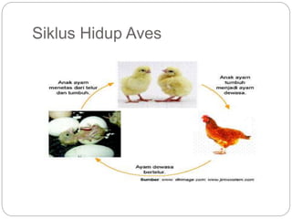 Siklus Hidup Aves
 