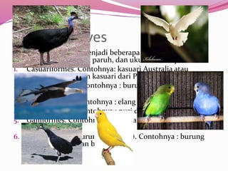 Klasifikasi Aves
 Kelas Aves terbagi menjadi beberapa ordo berdasarkan
bentuk paruh,ukuran paruh, dan ukuran cakar yaitu:
1. Casuariformes. Contohnya: kasuari Australia atau
Dromaeus spec dan kasuari dari Pulau Seram.
2. Columbiformes. Contohnya : burung merpati atau
Colubia livia.
3. Falconiformes. Contohnya : elang dan rajawali.
4. Psittaciformes. Contohnya : nuri dan parkit.
5. Galliformes. Contohnya : ayam kampung, merak, dan
burung maleo.
6. Passeriformes (burung penyanyi). Contohnya : burung
kenari, gelatik, dan beo.
 