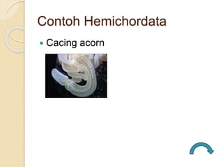 Contoh Hemichordata
 Cacing acorn
 