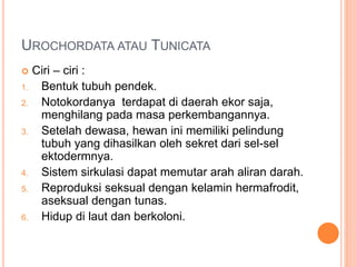 UROCHORDATA ATAU TUNICATA
 Ciri – ciri :
1. Bentuk tubuh pendek.
2. Notokordanya terdapat di daerah ekor saja,
menghilang pada masa perkembangannya.
3. Setelah dewasa, hewan ini memiliki pelindung
tubuh yang dihasilkan oleh sekret dari sel-sel
ektodermnya.
4. Sistem sirkulasi dapat memutar arah aliran darah.
5. Reproduksi seksual dengan kelamin hermafrodit,
aseksual dengan tunas.
6. Hidup di laut dan berkoloni.
 