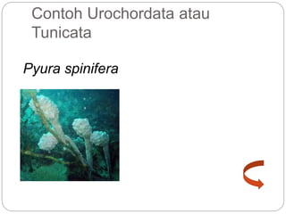 Contoh Urochordata atau
Tunicata
Pyura spinifera
 