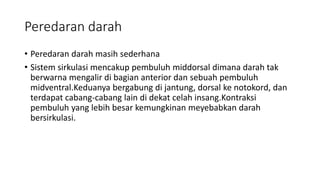 Peredaran darah
• Peredaran darah masih sederhana
• Sistem sirkulasi mencakup pembuluh middorsal dimana darah tak
berwarna mengalir di bagian anterior dan sebuah pembuluh
midventral.Keduanya bergabung di jantung, dorsal ke notokord, dan
terdapat cabang-cabang lain di dekat celah insang.Kontraksi
pembuluh yang lebih besar kemungkinan meyebabkan darah
bersirkulasi.
 