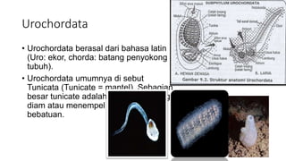 Urochordata
• Urochordata berasal dari bahasa latin
(Uro: ekor, chorda: batang penyokong
tubuh).
• Urochordata umumnya di sebut
Tunicata (Tunicate = mantel). Sebagian
besar tunicate adalah hewan laut yang
diam atau menempel (sesil) pada
bebatuan.
 