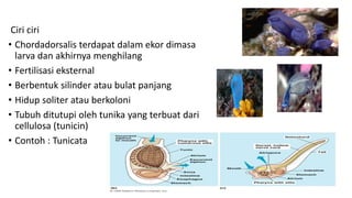 Ciri ciri
• Chordadorsalis terdapat dalam ekor dimasa
larva dan akhirnya menghilang
• Fertilisasi eksternal
• Berbentuk silinder atau bulat panjang
• Hidup soliter atau berkoloni
• Tubuh ditutupi oleh tunika yang terbuat dari
cellulosa (tunicin)
• Contoh : Tunicata
 