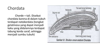 Chordata
Chorde = tali. Disebut
chordata karena di dalam tubuh
terdapat notokordata (tongkat
gelatinosa yang dapat menjadi
kaku yang didalamnya terdapat
tabung korda saraf, sehingga
menjadi sumbu tubuh)
 