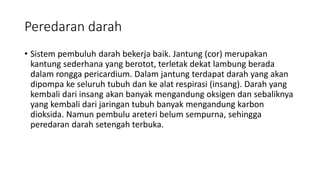 Peredaran darah
• Sistem pembuluh darah bekerja baik. Jantung (cor) merupakan
kantung sederhana yang berotot, terletak dekat lambung berada
dalam rongga pericardium. Dalam jantung terdapat darah yang akan
dipompa ke seluruh tubuh dan ke alat respirasi (insang). Darah yang
kembali dari insang akan banyak mengandung oksigen dan sebaliknya
yang kembali dari jaringan tubuh banyak mengandung karbon
dioksida. Namun pembulu areteri belum sempurna, sehingga
peredaran darah setengah terbuka.
 