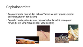 Cephalocordata
• Cepalochordata barasal dari bahasa Yunani (cepale: kepala; chorde:
penyokong tubuh dari dalam).
• Cephalochordata atau Acrania, biasa disebut lancelet, merupakan
hewan bentik yang hidup di pasir yang dangkal.
 