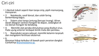 Ciri ciri
• 1.Bentuk tubuh seperti ikan tanpa sirip, pipih memanjang,
transparan.
• 2. Notokorda, saraf dorsal, dan celah faring
berkembang bagus.
• 3. Sistem ulasi tanpa jantung (berupa insang). Aliran
darah dibagian ventral mengalir ke depan, sedangkan di
sisi dorsal mengalir ke belakang.
• 4. Memiliki alat peraba dimulutnya yang disebut sirus.
Pada ujung anterior terdapat bintik mata dan pembau.
• 5. Reproduksi secara seksual, memiliki kelamin terpisah
dan mengalami fertilisasi eksternal.
• 6.
Biasanya hidup terkubur di bawah pasir perairan dangkal.
Contohnya Branchiostoma sp.
 