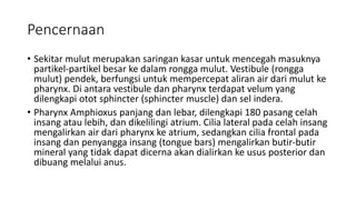 Pencernaan
• Sekitar mulut merupakan saringan kasar untuk mencegah masuknya
partikel-partikel besar ke dalam rongga mulut. Vestibule (rongga
mulut) pendek, berfungsi untuk mempercepat aliran air dari mulut ke
pharynx. Di antara vestibule dan pharynx terdapat velum yang
dilengkapi otot sphincter (sphincter muscle) dan sel indera.
• Pharynx Amphioxus panjang dan lebar, dilengkapi 180 pasang celah
insang atau lebih, dan dikelilingi atrium. Cilia lateral pada celah insang
mengalirkan air dari pharynx ke atrium, sedangkan cilia frontal pada
insang dan penyangga insang (tongue bars) mengalirkan butir-butir
mineral yang tidak dapat dicerna akan dialirkan ke usus posterior dan
dibuang melalui anus.
 