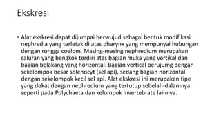 Ekskresi
• Alat ekskresi dapat dijumpai berwujud sebagai bentuk modifikasi
nephredia yang terletak di atas pharynx yang mempunyai hubungan
dengan rongga coelom. Masing-masing nephredium merupakan
saluran yang bengkok terdiri atas bagian muka yang vertikal dan
bagian belakang yang horizontal. Bagian vertical berujumg dengan
sekelompok besar solenocyt (sel api), sedang bagian horizontal
dengan sekelompok kecil sel api. Alat ekskresi ini merupakan tipe
yang dekat dengan nephredium yang tertutup sebelah-dalamnya
seperti pada Polychaeta dan kelompok invertebrate lainnya.
 