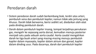 Peredaran darah
• Sistem peredaran darah sudah berkembang biak, terdiri atas arteri,
pembuluh vena dan pembuluh kapiler, namun tidak ada jantung yang
khusus. Darah tidak berwarna, berisi sedikit sel, diedarkan oleh otot
pada dinding pembuluh darah.
• Darah dalam pembuluh kapiler insang, tempat terjadinya penukaran
gas, mengalir ke sepasang aorta dorsal, kemudian menuju posterior
menjadi satu pada sebuah aorta caudal. Aorta caudal mengalirkan
darah ke tiga buah arteri yang masing-masing menuju pembuluh
kapiler dalam myosepta, kapiler dalam atrium dan gonad, kapiler
dalam dinding usus. Pada dasarnya, darah dari pembuluh kapiler
 