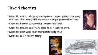 Ciri-ciri chordata
• Memiliki notokroda yang merupakan tongkat gelatinosa yang
nantinya akan menjadi kaku sesuai dengan pertumbuhannya.
• Memiliki bentuk tubuh yang simetris bilateral.
• Memiliki tabung saraf yang berada di notokrodanya.
• Memiliki ekor yang akan mengarah pada anus
• Memiliki celah antara faring
 