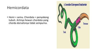 Hemicordata
• Hemi = semu. Chordata = penyokong
tubuh. Artinya hewan chordata yang
chorda dorsalisnya tidak sempurna.
 