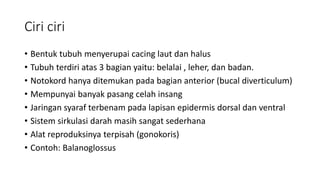 Ciri ciri
• Bentuk tubuh menyerupai cacing laut dan halus
• Tubuh terdiri atas 3 bagian yaitu: belalai , leher, dan badan.
• Notokord hanya ditemukan pada bagian anterior (bucal diverticulum)
• Mempunyai banyak pasang celah insang
• Jaringan syaraf terbenam pada lapisan epidermis dorsal dan ventral
• Sistem sirkulasi darah masih sangat sederhana
• Alat reproduksinya terpisah (gonokoris)
• Contoh: Balanoglossus
 