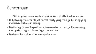 Pencernaan
Sistem pencernaan melalui saluran usus di akhiri saluran anus
• Di belakang mulut terdapat buccal cavity yang menuju kefaring yang
memiliki celah-celah insang
• Dari faring ke esophagus kemudian akan terus menuju ke ususyang
merupakan bagian utama organ pencernaan.
• Dari usus kemudian akan menuju ke anus
 