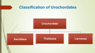 Classification of Urochordates
Urochordate
Ascidiace Thaliacea Larvacea
 