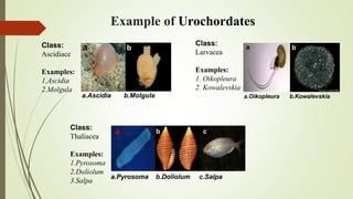 Example of Urochordates
a b a b
a b c
a.Ascidia b.Molgula a.Oikopleura b.Kowalevskia
a.Pyrosoma b.Doliolum c.Salpa
Class:
Ascidiace
Examples:
1.Ascidia
2.Molgula
Class:
Larvacea
Examples:
1. Oikopleura
2. Kowalevskia
Class:
Thaliacea
Examples:
1.Pyrosoma
2.Doliolum
3.Salpa
 