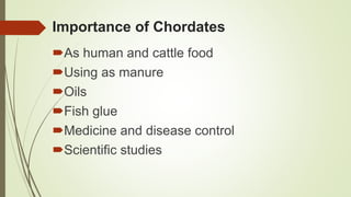 Importance of Chordates
As human and cattle food
Using as manure
Oils
Fish glue
Medicine and disease control
Scientific studies
 