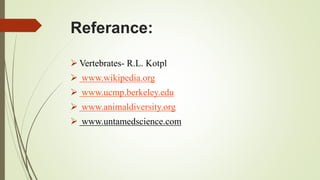 Referance:
 Vertebrates- R.L. Kotpl
 www.wikipedia.org
 www.ucmp.berkeley.edu
 www.animaldiversity.org
 www.untamedscience.com
 
