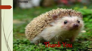 Thank You
Chordata
 
