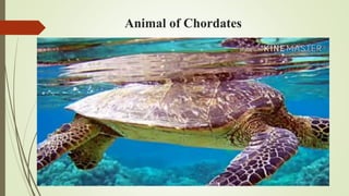 Animal of Chordates
 