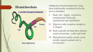 Hemichordata
Subphylum Hemichordata have long
been traditionally considered to be the
lowest chordates.
I. Body soft , fragile, vermiform ,
unsegmented, bilaterally,
symmetrical and triploblastic
II. Digestive tube complete straight or
U shaped
III. Body typically divided three distinct
reason protosome , collar and trunk
IV. Reproduction mainly sexual, sexes
usually separate gonads one to
several pairsSaccoglossus
 