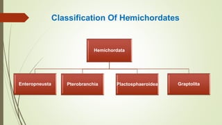 Classification Of Hemichordates
Hemichordata
Enteropneusta Pterobranchia Plactosphaeroidea Graptolita
 