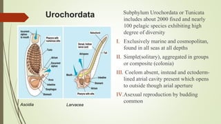 Urochordata Subphylum Urochordata or Tunicata
includes about 2000 fixed and nearly
100 pelagic species exhibiting high
degree of diversity
I. Exclusively marine and cosmopolitan,
found in all seas at all depths
II. Simple(solitary), aggregated in groups
or composite (colonia)
III. Coelom absent, instead and ectoderm-
lined atrial cavity present which opens
to outside though arial aperture
IV.Asexual reproduction by budding
common
Ascidia Larvacea
 