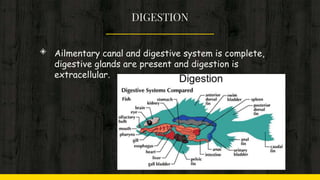 DIGESTION
◈ Ailmentary canal and digestive system is complete,
digestive glands are present and digestion is
extracellular.
 