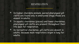 RESPIRATION
◈ In higher chordate animals, paired pharyngeal gill
clefts are found only in embryonal stage,these are
absent in adults.
◈ In aquatic chordates (pisces) and lower chordates,
pharyngeal gill clefts are present throughout their
life span for respiration.
◈ In terrestrial chordates, gill clefts are absent in
adults, because main respiratory organ is lung for
adults.
 