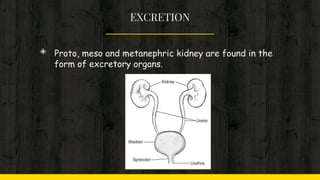 EXCRETION
◈ Proto, meso and metanephric kidney are found in the
form of excretory organs.
 
