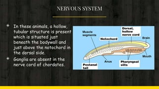 NERVOUS SYSTEM
◈ In these animals, a hollow,
tubular structure is present
which is situated just
beneath the bodywall and
just above the notochord in
the dorsal side.
◈ Ganglia are absent in the
nerve cord of chordates.
 